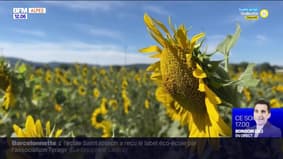 Alpes-de-Haute-Provence: les tournesols touchés par la sécheresse