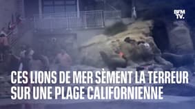  Ces lions de mer sèment la terreur sur une plage californienne 