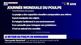 Le poulpe pourrait être de retour en Normandie