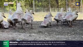 Alpes-de-Haute-Provence: un élevage de canards à la Robine-sur-Galabre