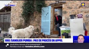 Sanglier Pumba tué dans le Var: il n'y aura finalement pas de procès en appel 