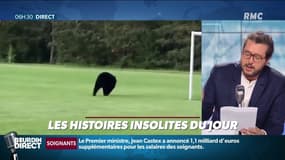 Découvrez l'ours Bruno, nouvelle star des réseaux sociaux, qui a fait 600 kilomètres pour trouver l'amour