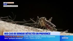 Des cas de dengue détectés en Provence