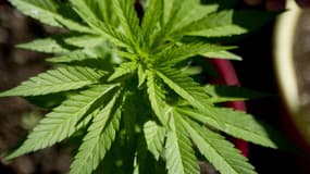En 2022, on estime que 17,7 millions d'Américains ont déclaré consommer régulièrement de la marijuana (photo d'illustration).