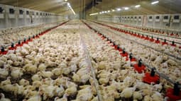 Deux bâtiments pouvant accueillir jusqu'à 90.000 poulets pourront être installés dans l'Aube (Image d'illustration).