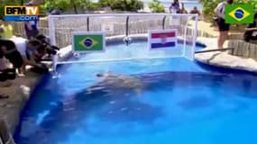 Pronostics mondial : qui vote pour le Brésil ? - 12/06