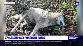 Seine-et-Marne: l'animal percuté près de la forêt de Fontainebleau est bien un loup