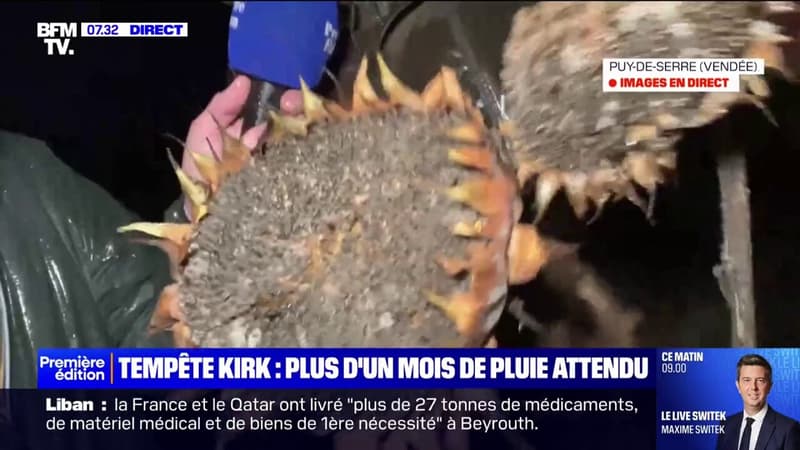 Tempête Kirk: les champs de tournesols partiellement détruits en Vendée