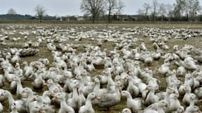 Une façon radicale d'éradiquer la grippe aviaire