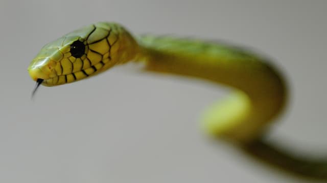 Un mamba vert