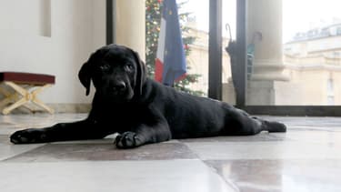 Le labrador Philae, un peu cabotin, pose à l'Elysée.