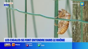 Un air de Provence dans le Rhône avec le son des cigales 