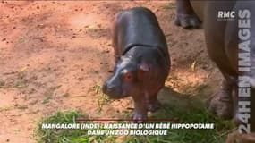 Les premiers pas d'un bébé hippopotame dans un zoo en Inde