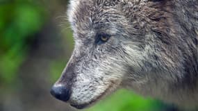 Pour la protection des activités pastorales, la destruction des loups va être autorisée dans certaines zones.