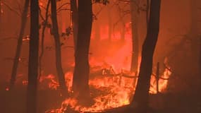 Les images d'un très violent feu de forêt au sud de Berlin