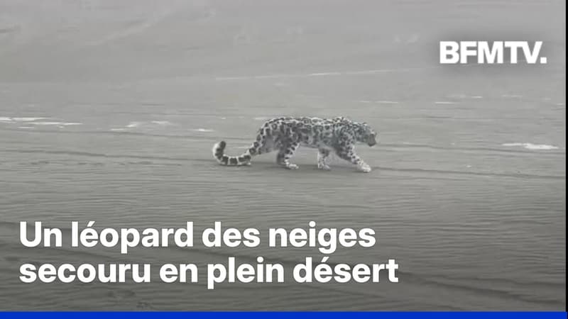 Chine: un léopard des neiges secouru en plein désert au nord-ouest du pays