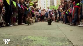 À Hong Kong, une course de chiens en pleine ville pour la bonne cause