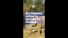 Une éléphante victime du tourisme en Thaïlande
