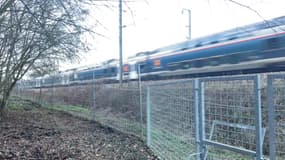 De plus en plus de retards de train sont causés par les sangliers qui traversent les voies.