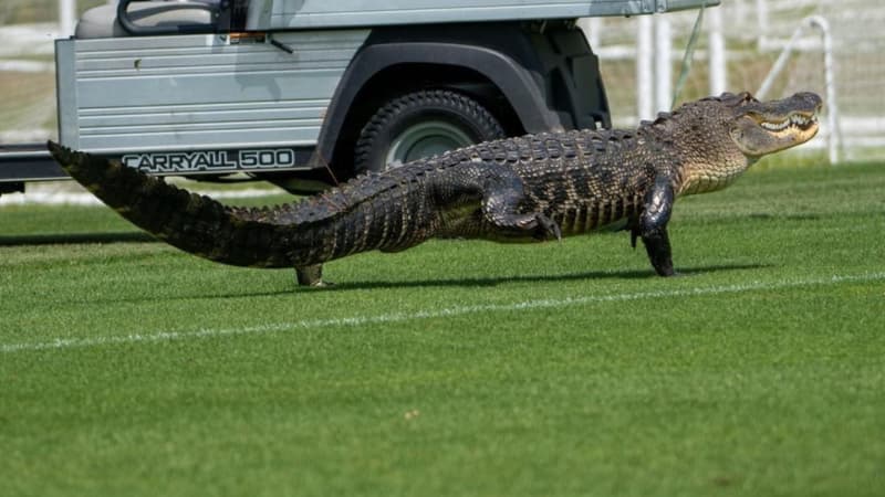 Un alligator s’invite à la séance d’entraînement du FC Toronto