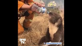 Un pompier donne de l'eau à un koala assoiffé tandis que les incendies continuent en Australie
