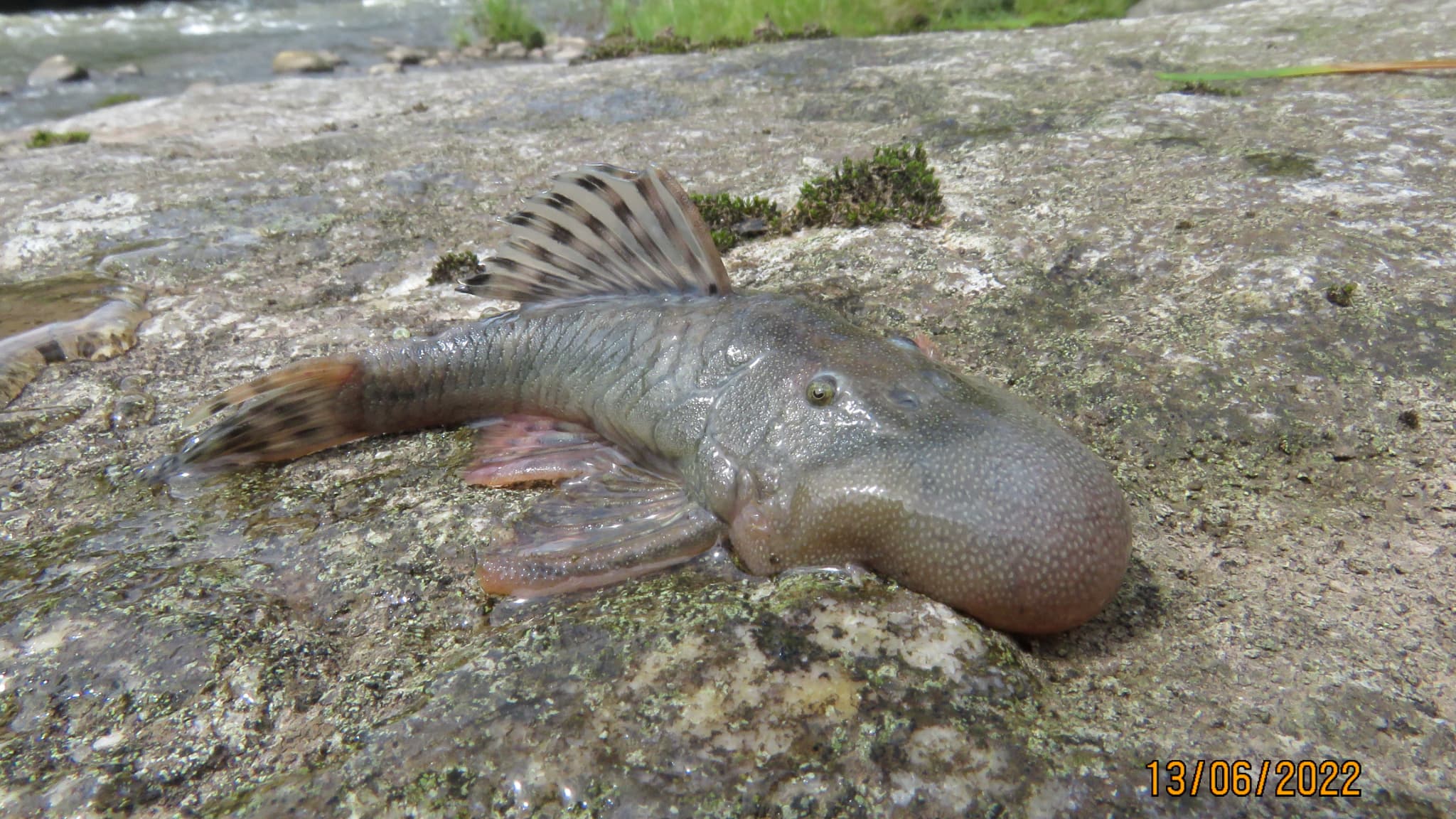 Un poisson à "tête de goutte" découverte au Pérou, dans une étude publiée le 20 décembre 2024. Un poisson à "tête de goutte" découverte au Pérou, dans une étude publiée le 20 décembre 2024.