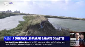 Les marais salants de Guérande dévastés par les tempêtes successives