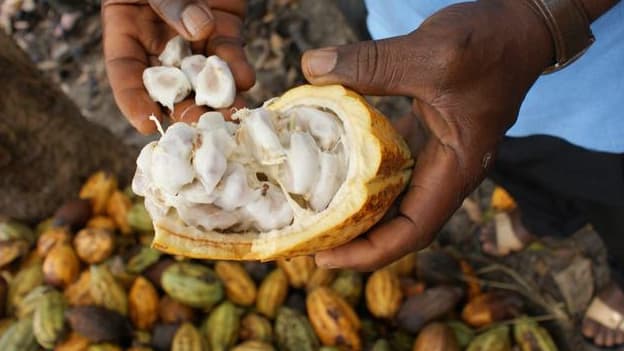 Max Havelaar compte augmenter les ventes du commerce équitable en privilégiant l'achat de matières premières , notamment le cacao