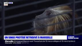 Marseille: un singe protégé recueilli par la SPA