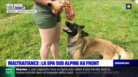 SPA Sud Alpine: entre 8 et 11 cas de maltraitance sur les animaux signalés dans les Hautes-Alpes 