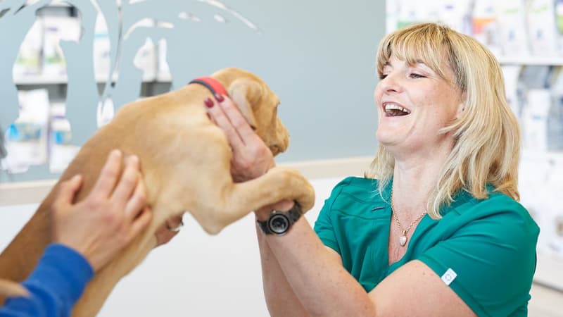 Le boom de la santé animale plus fort que prévu, Virbac relève encore ses perspectives