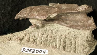 Cette vertèbre de 5cm de long avait dans un premier temps été attribuée à un ptérosaure volant