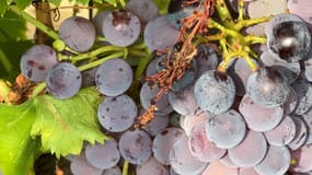 Du raisin dans les Alpes-de-Haute-Provence. 