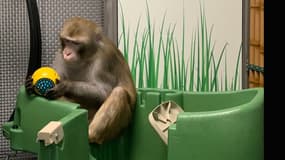 Dans des photos publiées sur son site web, Neuralink a voulu montrer que ses singes sont en bonne santé.