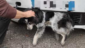 Un chien a été percuté puis coincé sous une voiture sur plusieurs kilomètres dans les Hautes-Alpes.