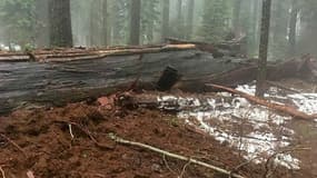 Le "Pioneer Cabin Tree", un séquoia géant de 45 mètres de haut et vieux de plus de deux cents ans, n'a pas survécu à la tempête qui a frappé la Californie ce week-end.