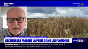 Nord-Pas-de-Calais: comment expliquer la sécheresse malgré les récentes pluies? 