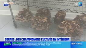 Serres : Des champignons cultivés en intérieur