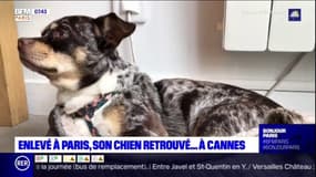 Enlevé à Paris, son chien est retrouvé à Cannes
