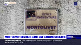 Marseille: des rats dans la cantine scolaire à Montolivet