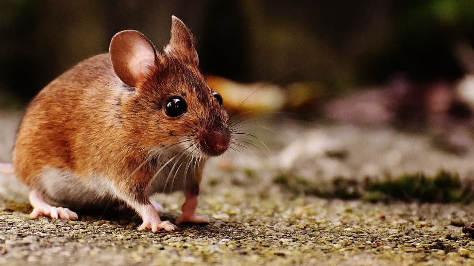米国では、飼い主に捨てられた1,000匹のネズミが到着し、保護施設がパンクした