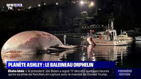 Une énorme baleine découverte morte dans un port italien