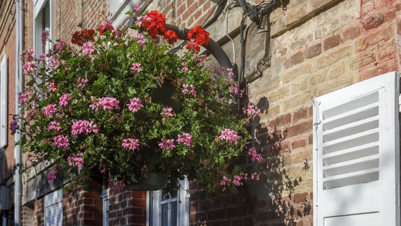 Un pot de fleur décorant une maison. Photo d'illustration.