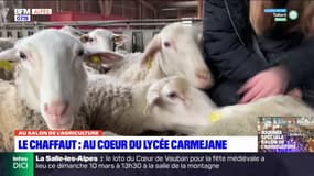 Alpes-de-Haute-Provence: des élèves du lycée Carmejane s'exercent avec à l'élevage de brebis 