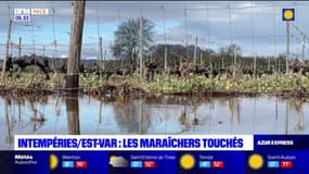 Roquebrune-sur-Argens: les maraîchers durement touchés par les intempéries