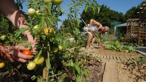 Pour désherber son jardin, les alternatives au glyphosate restent bien moins efficaces.