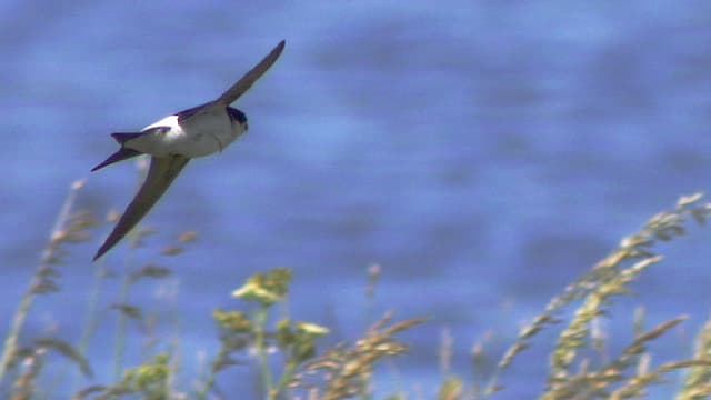 L'hirondelle est un des oiseaux à observer au printemps