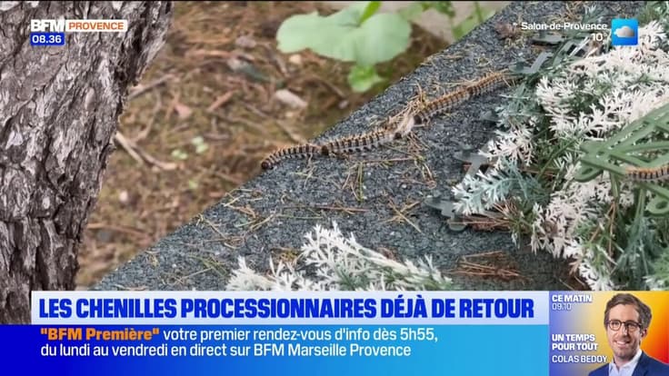 Provence : les chenilles processionnaires déjà de retour