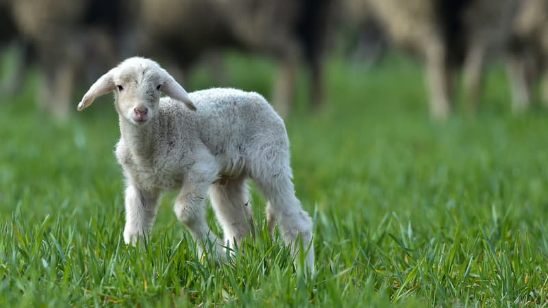 9 contre 23 euros le kg: l'agneau néo-zélandais concurrence-t-il de manière 