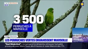 Marseille: les perruches vertes de retour dans la cité phocéenne
